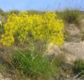 Ferula gummosa Boiss   Ferula galbaniflua